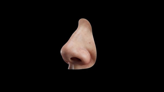 A realistic model of a human nose isolated against a solid black background. Suitable for rhinoplasty medical presentations, ENT doctor advertising, facial plastic surgery promos, human anatomy educat