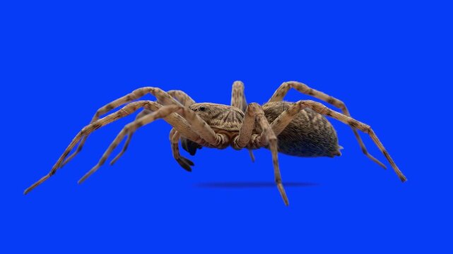 A detailed 3D model of a spider standing still and scratching itself against a solid blue chroma key background. Perfect for VFX compositing, educational nature videos, and close-up behavioral studies
