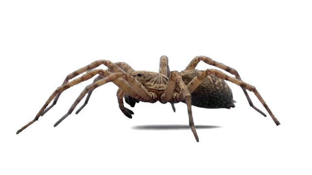 Realistic 3D model of a large brown tarantula spider standing in place and scratching itself with its legs, isolated on a clean white background with a subtle drop shadow. Perfect for Halloween graphi