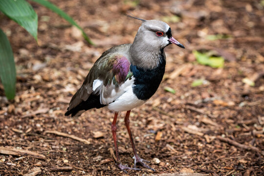 Vanellus chilensis (quero-quero)