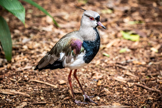 Vanellus chilensis (quero-quero)