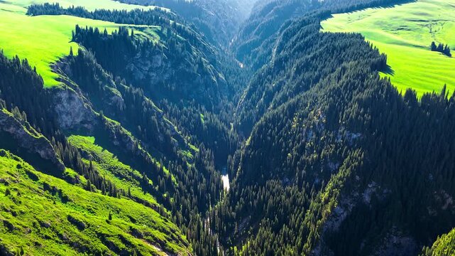 Aerial view of deep mountain canyon filled with dense pine forest and green grassland in Xinjiang, China.