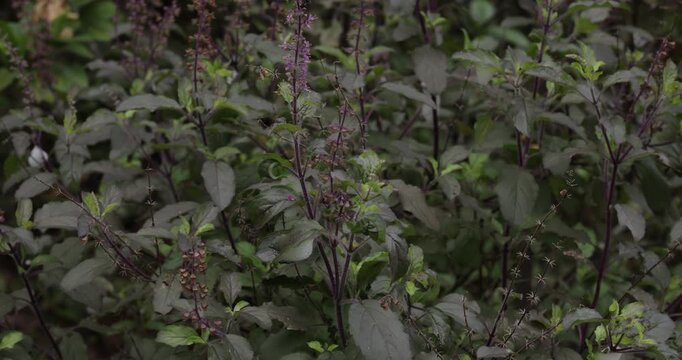 "Close-up View of Green Tulsi Plant Leaves Growing Outdoors"