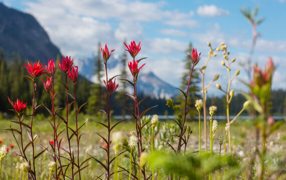 Mountains meadow