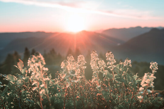 Sunny meadow
