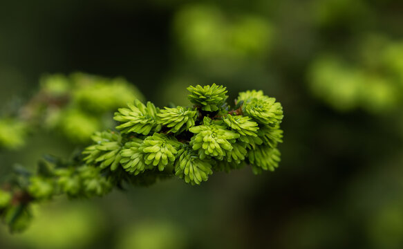macro shot of a conifer tree 