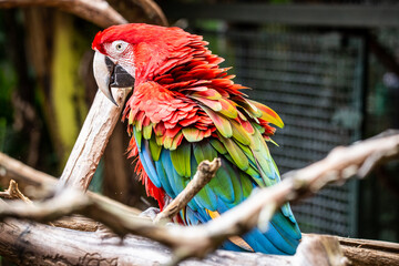 Ara chloropterus (Red-and-green macaw) (Arara-vermelha) © Jorge