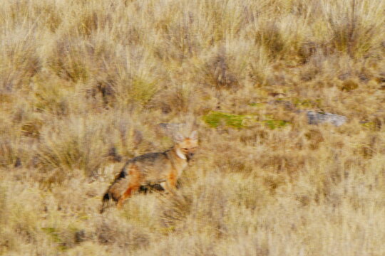 Animales en el campo