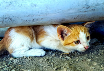 Cute orange and white kitten hiding under pipe © VEVELOX