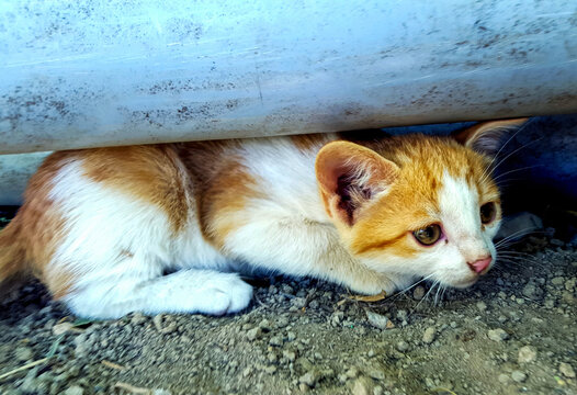 Cute orange and white kitten hiding under pipe