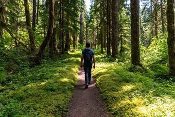 Fototapeta premium Hiker man walking along a green forest path on a hiking trail in the nature woods