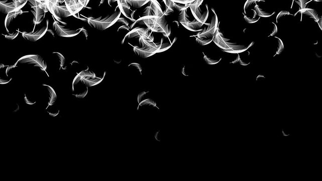 Floating White bird Feather Particles.