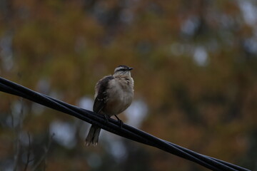 sparrow on a branch © Matias
