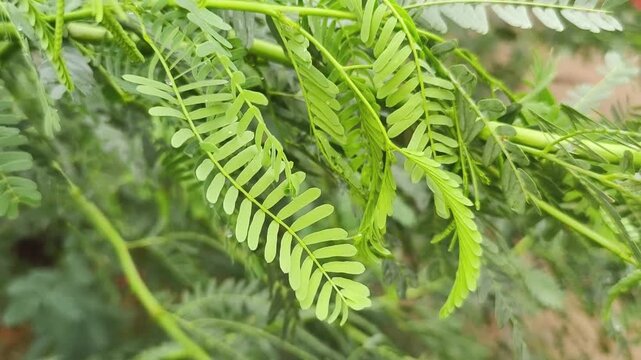 fern leaf in the forest