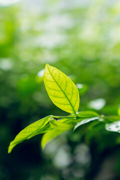 Fresh green leaves with water droplets after rain.