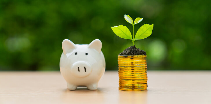 White piggy bank and growing plant on stack of coins, Money concept and the goal success.