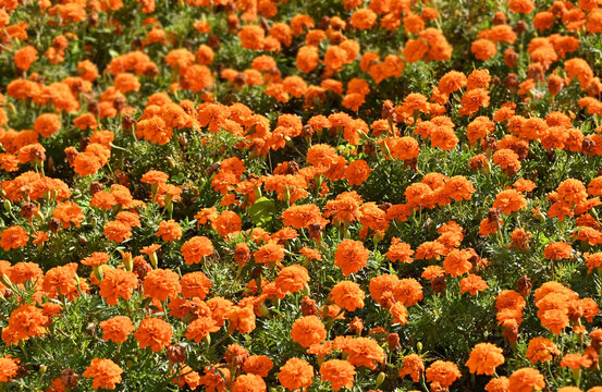 Tagetes flower in flowerbed