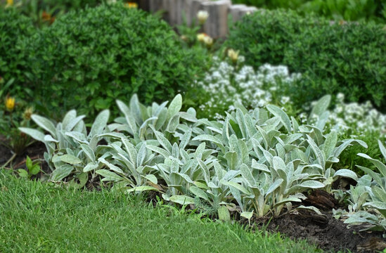 Stachys plant in flowerbed