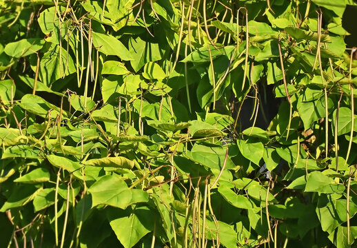 Catalpa tree (Catalpa spp.) with seed pods