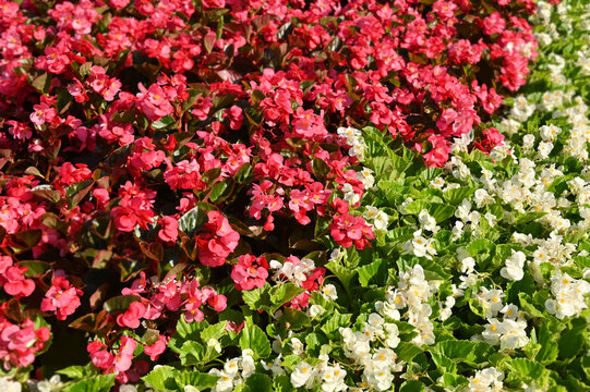 Red and white geranium flower