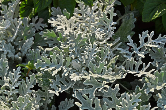 Dusty miller (Silver dust) in flowerbed