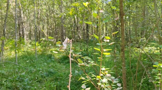 Dragonfly resting on a twig in a blurred forest background