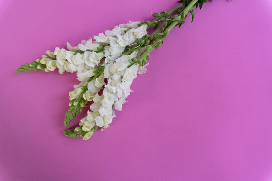 White snapdragons bloom against vivid pink background. Soft petals curve along slender green stems. Ideal for spring, wellness, or botanical themes