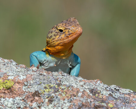 Male Collared Lizard in the Wichita Mountains