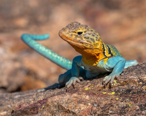 Fototapeta premium Male Collared Lizard in the Wichita Mountains