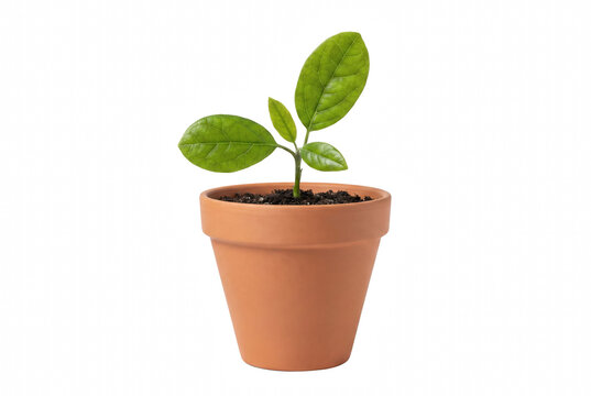 Small Green Seedling Growing in a Terracotta Clay Pot