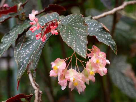 ピンクの花を咲かせる木立ベゴニア