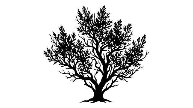 Olive tree silhouette with a broad, gnarled trunk and a dense canopy of small leaves, showcasing its characteristic spreading and ancient form.