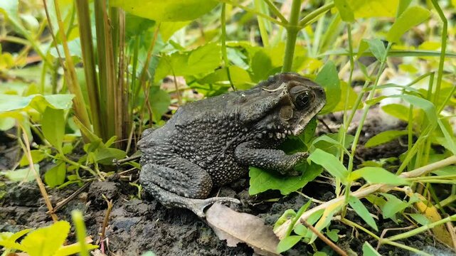 A Black frog sits on the damp ground of its natural habitat.
