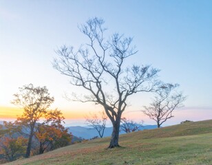 Naklejka premium Picturesque Autumn Morning on a Mountain with Leafless Trees