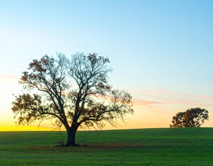 Naklejka premium Solitary Oak Tree at Sunset in an Autumnal Field
