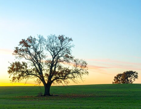 Solitary Oak Tree at Sunset in an Autumnal Field