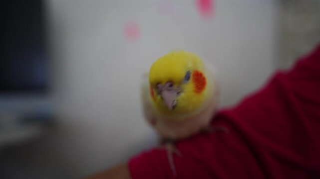 A cute cockatiel perches gently on a person's shoulder.