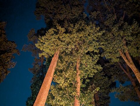 Tall Trees against a stary night sky