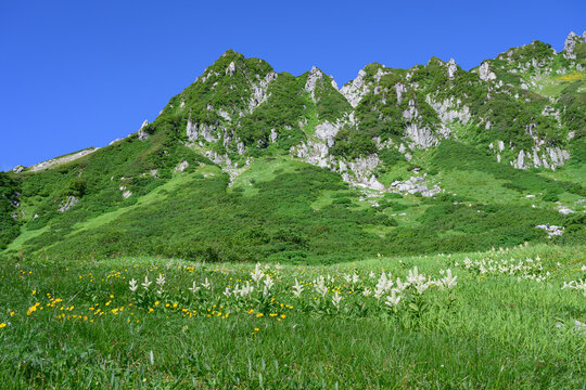 夏の中央アルプス・千畳敷カールに咲き誇るコバイケイソウの高山植物