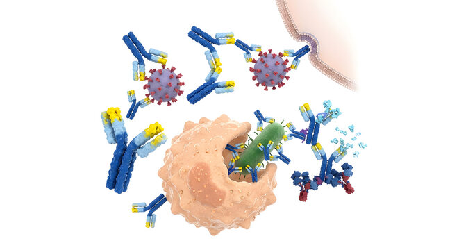 3D Medical Render of Infused Donor Antibodies Providing Passive Immune Protection Against Viruses and Bacteria