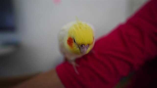 A cute yellow cockatiel perches closely on a person shoulder.