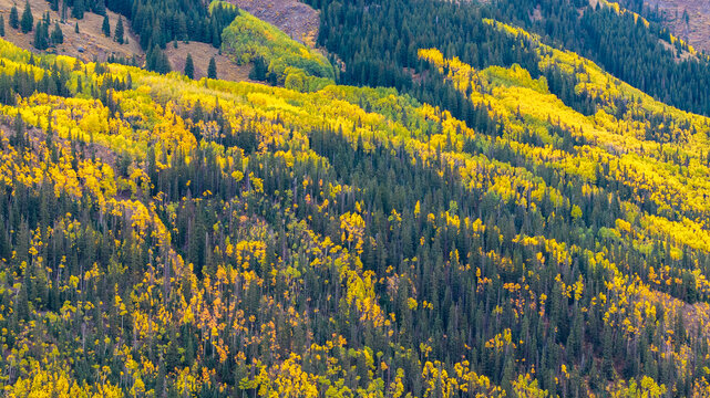 Drone aerial view shows Colorado fall landscapes with colorful trees and mountains in the background during the autumn season along Million Dollar Highway in San Juan Mountains