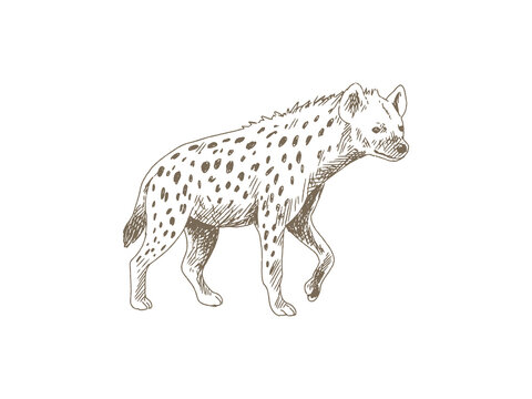 Hand Drawn Hyena Illustration, Vintage Engraving Style