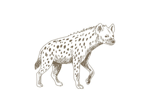 Hand Drawn Hyena Illustration, Vintage Engraving Style