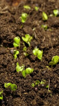 Seedling sprout growing from dirt, isolated on natural blurred background.