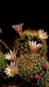 Cactus flower opening time-lapse, isolated on clean background.
