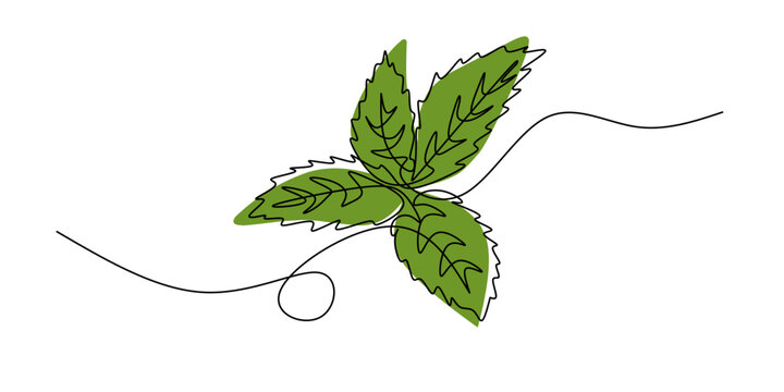 Continuous Line Art Illustration. Mint or Spearmint for organic Label. Vector illustration isolated. Mint Leaf Continuous One Line Drawing Organic Herb Minimalist Vector Illustration