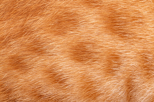 Orange cat fur texture with fine hair details in close up view