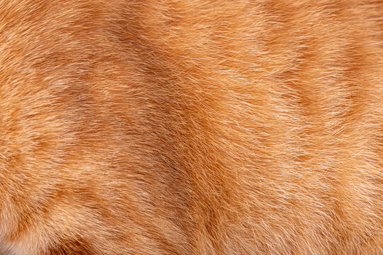 Orange cat fur texture with fine hair details in close up view