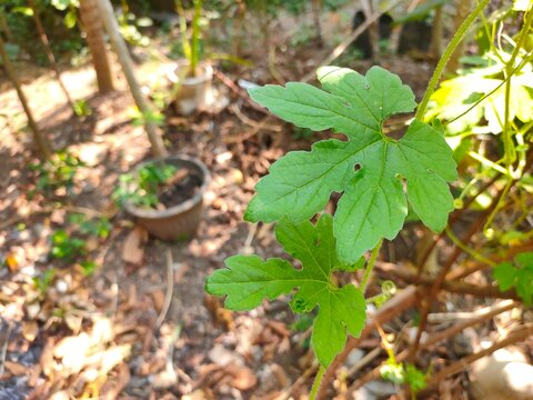 Vibrant green bitter melon leaves on a climbing vine grow outdoors in a sunny garden.